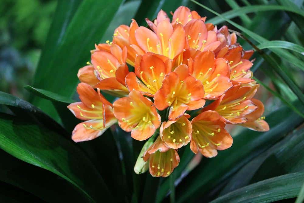 Clivia ist eine dekorative Zimmerpflanze