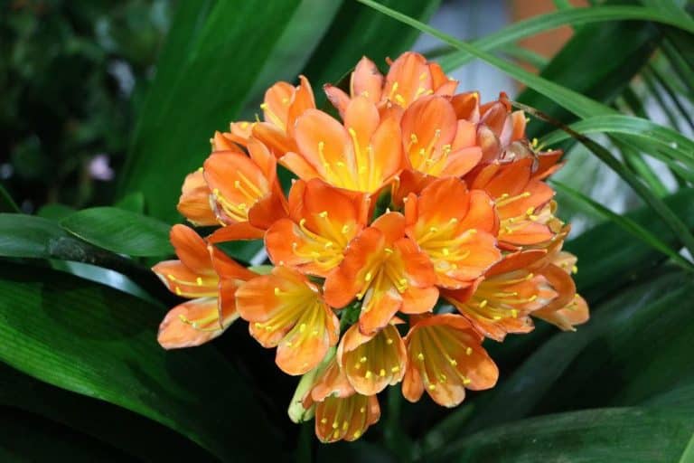 Clivia, Clivie überwintern