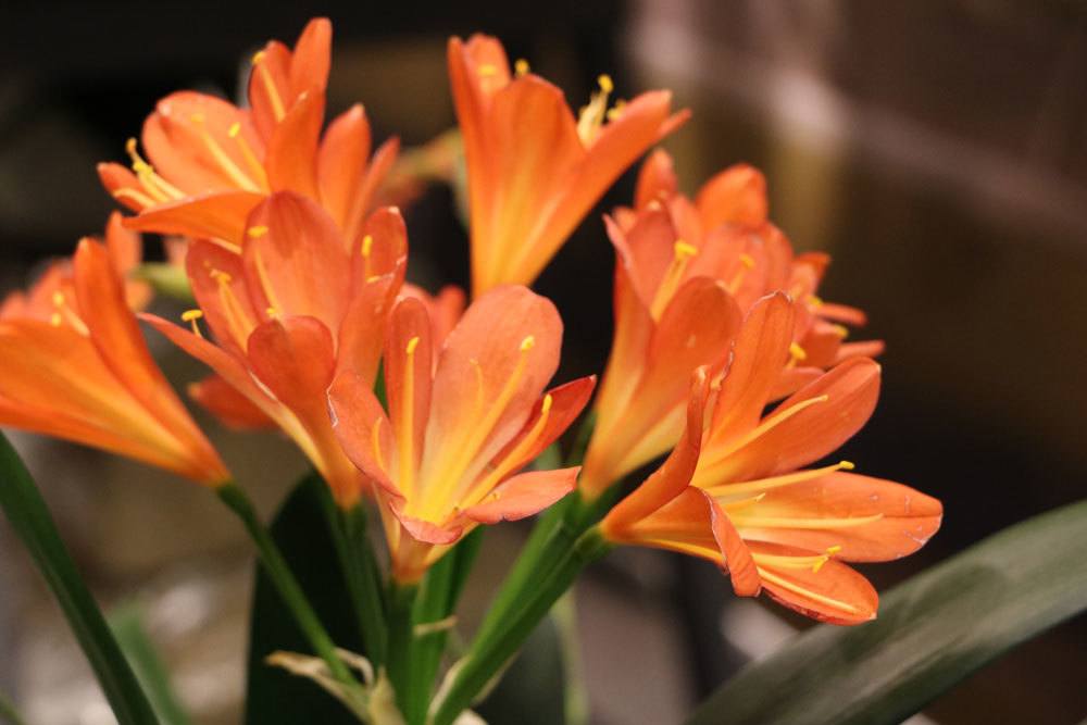 Clivia nach Winterruhe richtig pflegen