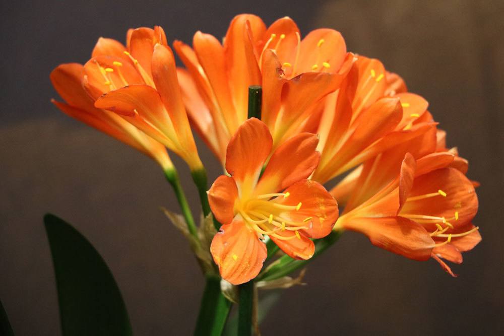 Clivia mit ihren orangenen Blüten