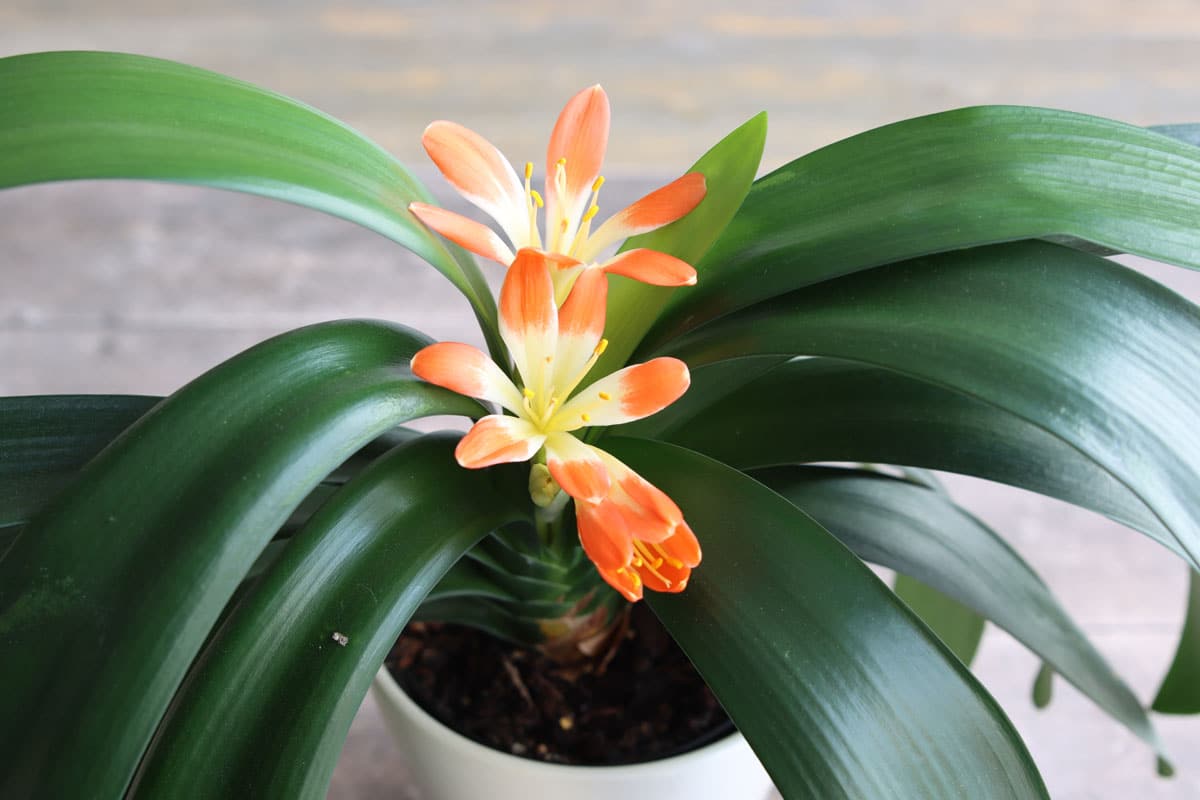 Clivie (Clivia)