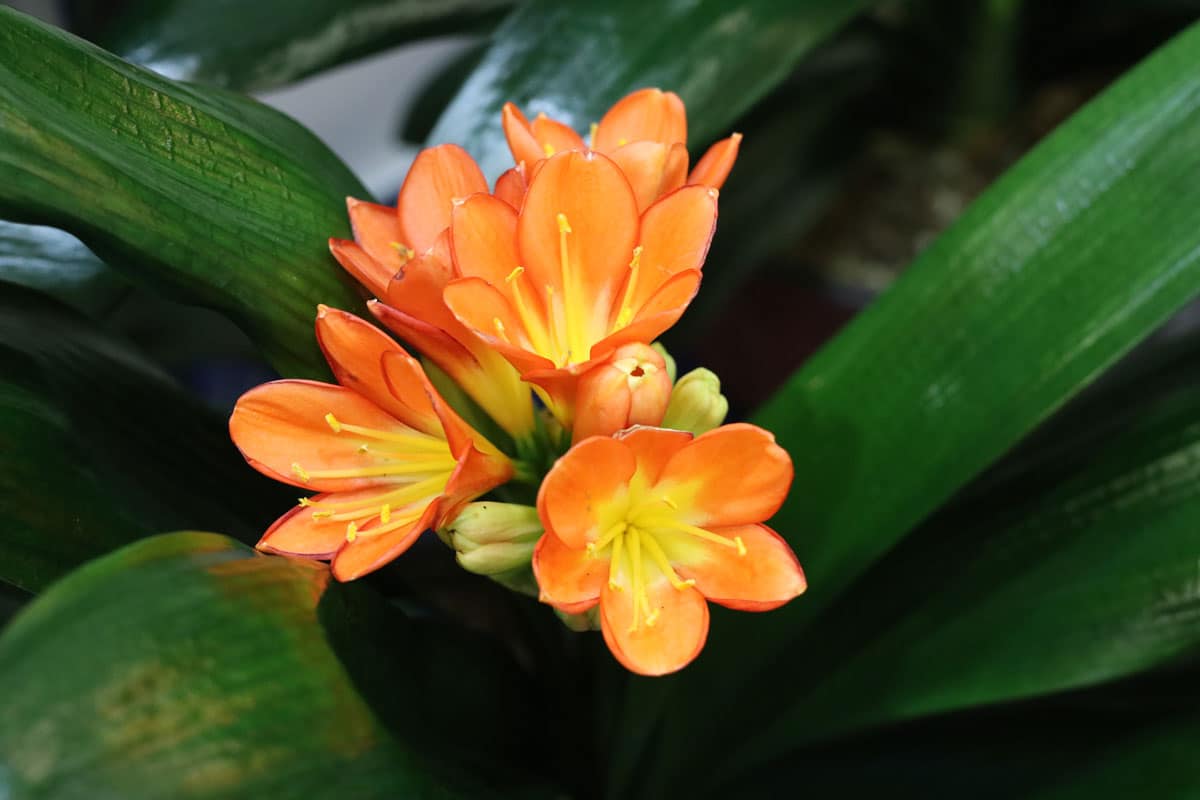 Clivie (Clivia)