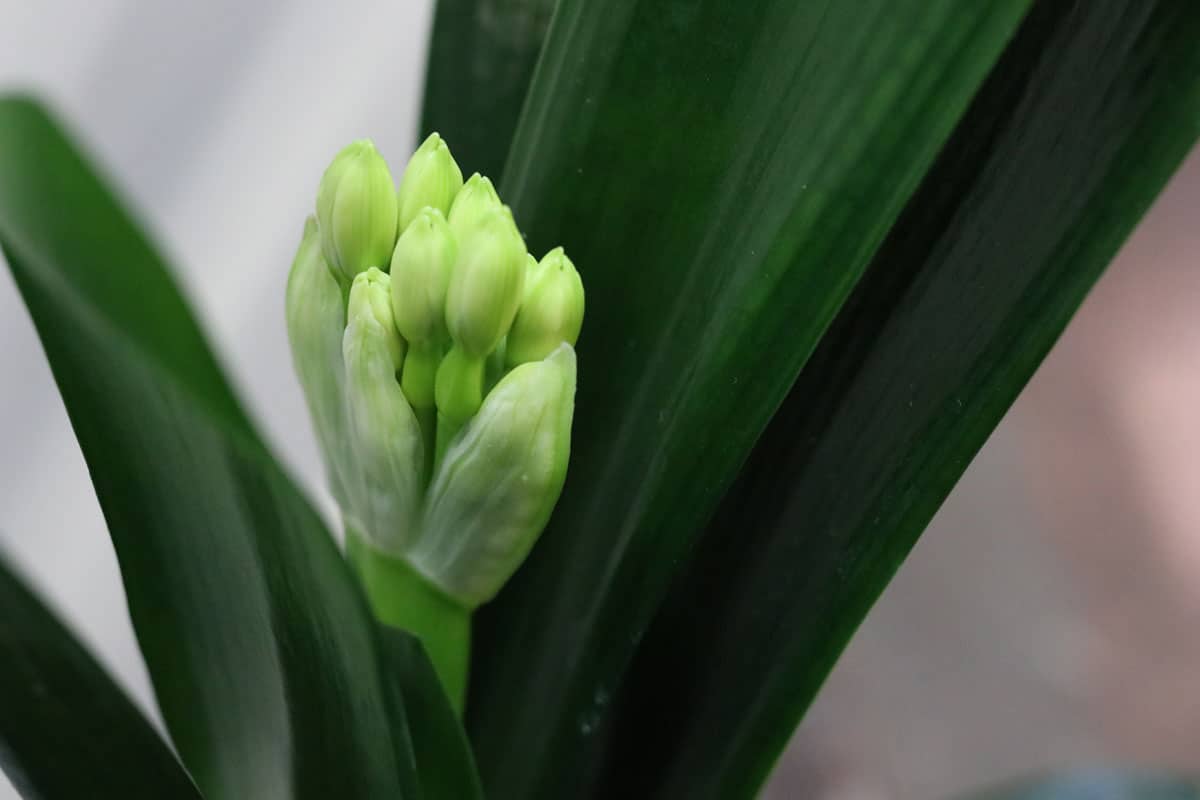 Clivie (Clivia)