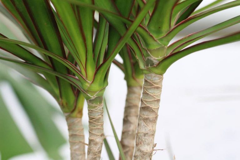 Drachenbaum, Dracaena