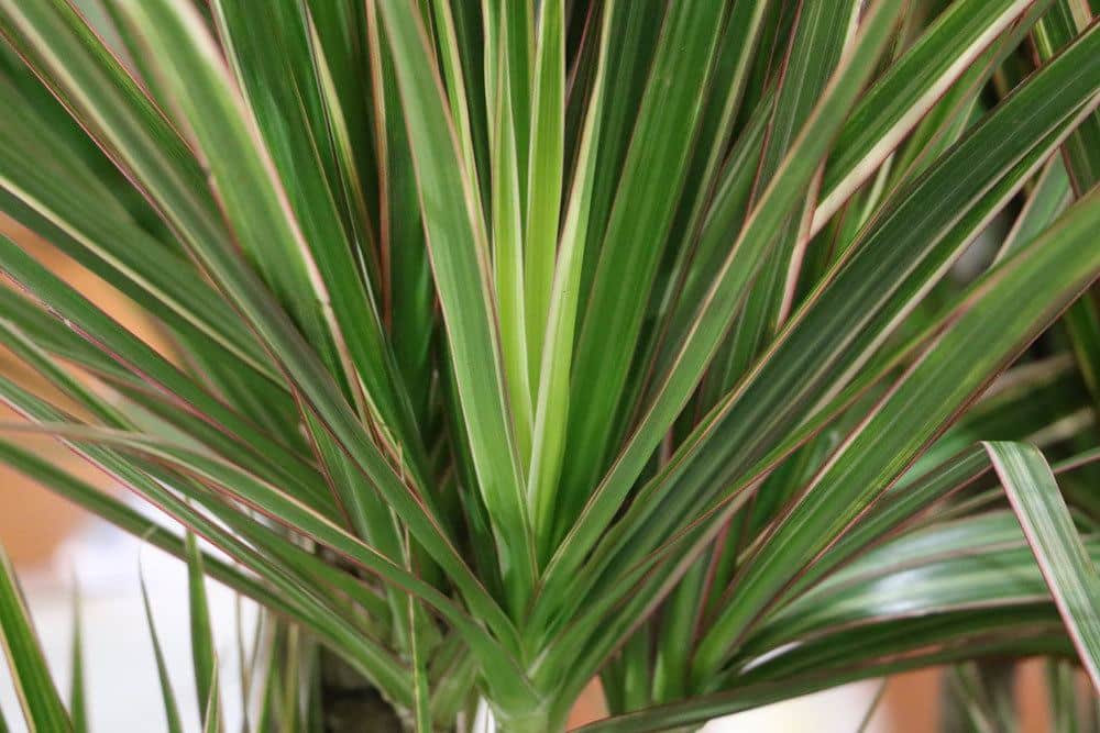 Drachenbaum, Dracaena Marginata