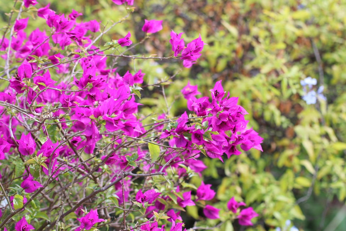 Drillingsblume Bougainvillea