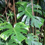 Fensterblatt, Fünffingerblatt, Monstera deliciosa