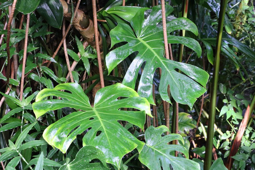 Fensterblatt, Fünffingerblatt, Monstera deliciosa