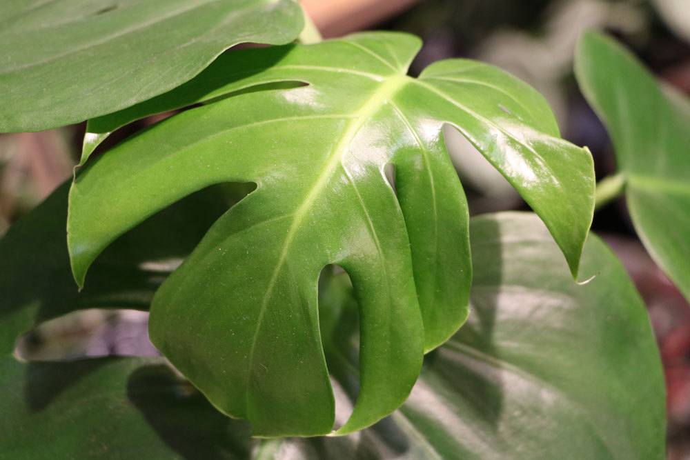 Monstera deliciosa ist eine beliebte Zimmerpflanze