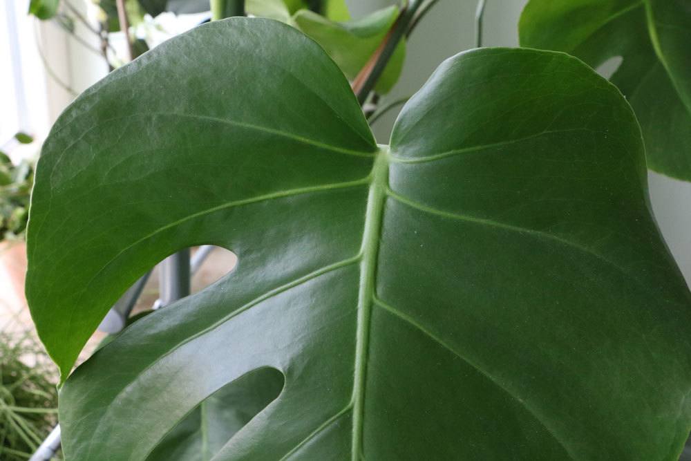 Monstera deliciosa besitzt panaschierte Blätter