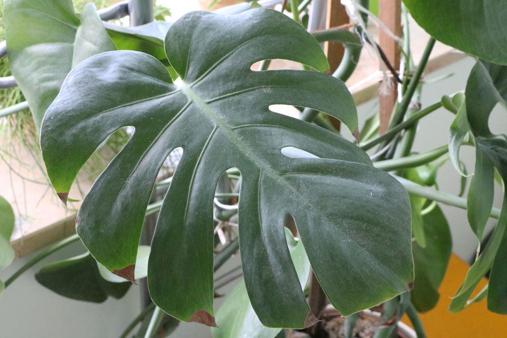 Monstera deliciosa Blätter regelmäßig abstauben