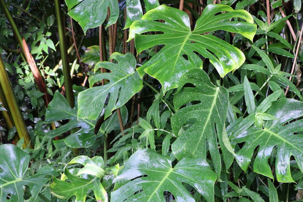 Monstera deliciosa auf verschiedene Arten vermehren