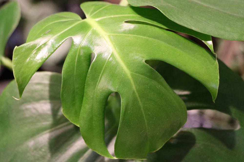 Monstera deliciosa, Fensterblatt vermehren als Zimmerpflanze