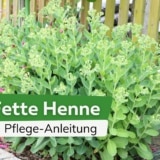 Fette Henne, Fetthenne Pflanze - alles über Pflege und Schneiden