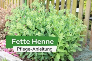 Fette Henne, Fetthenne Pflanze - alles ber Pflege und Schneiden