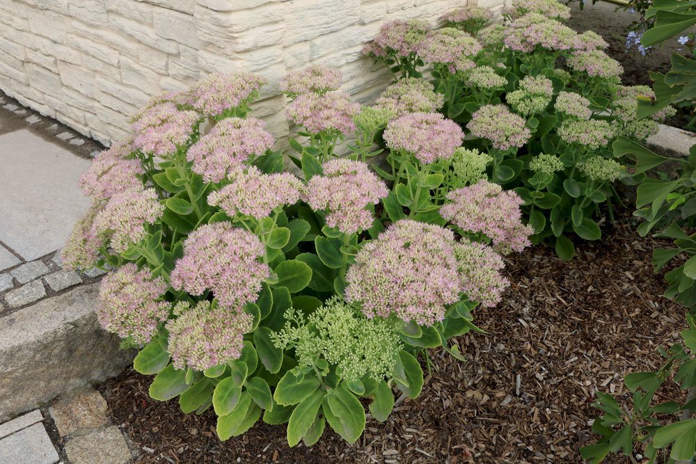 Fette Henne mit unzähligen kleinen Blüten