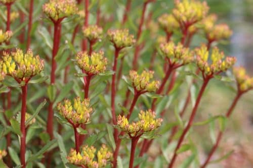 Sedum aizoon, Ewige Fetthenne