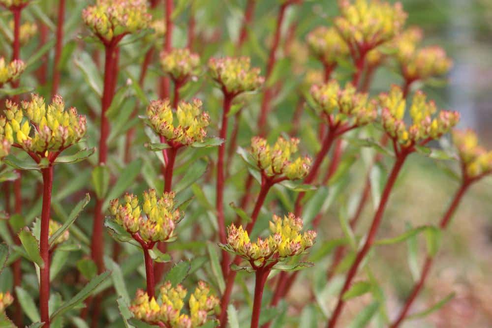 Sedum aizoon, Ewige Fetthenne