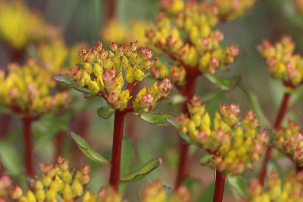 Sedum aizoon, Ewige Fetthenne