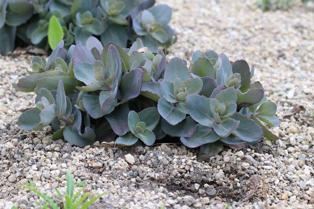 Sedum telephium Xenox, Rotbraunblättrige Fetthenne