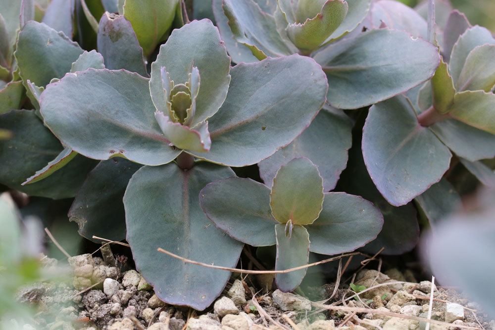 Sedum telephium Xenox, Hohe Fetthenne