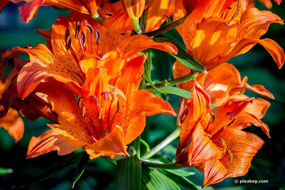 Lilium bulbiferum regelmäßig umtopfen, um Blühfreudigkeit zu erhalten