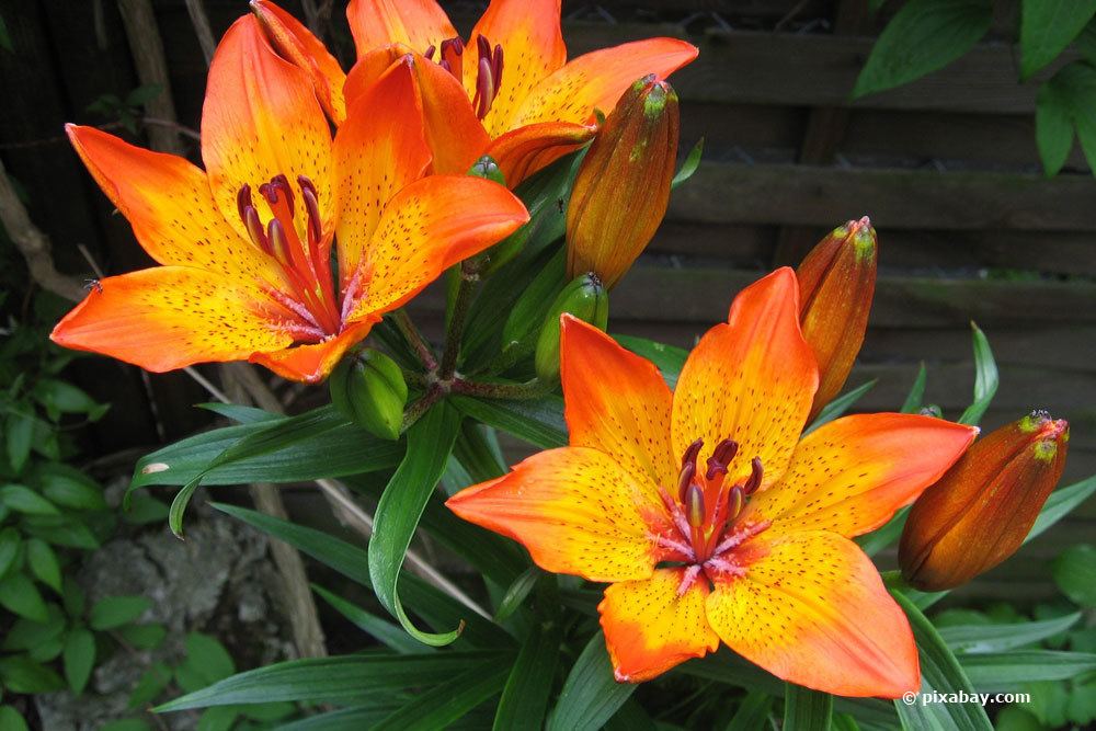 Lilium bulbiferum regelmäßig gießen