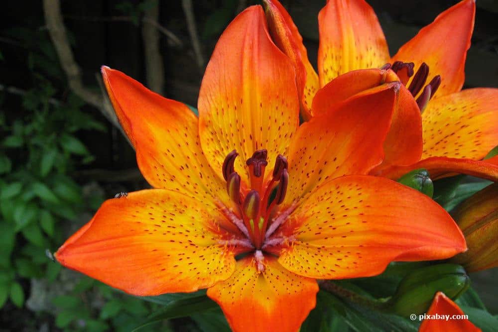 Lilium bulbiferum mit geöffneter, orange-roter Blüte