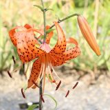 Feuerlilie (Lilium bulbiferum)