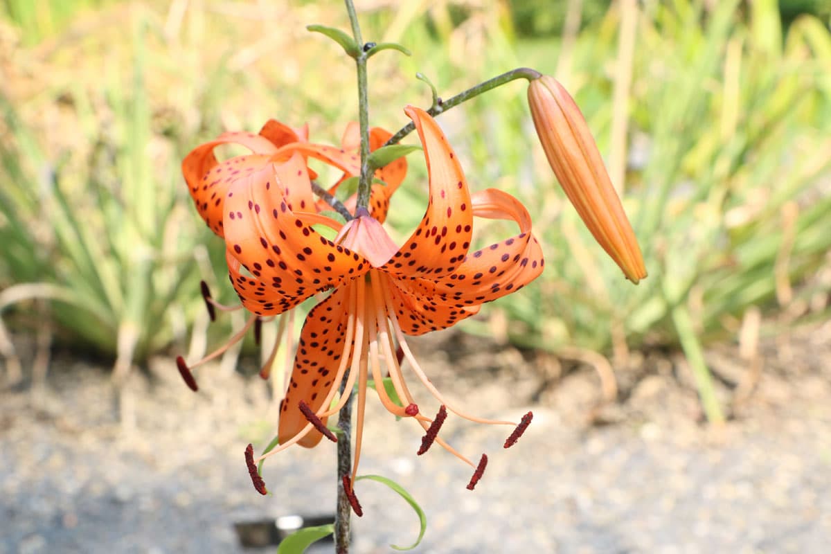 Feuerlilie (Lilium bulbiferum)