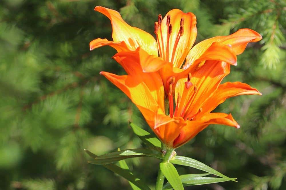 Lilium bulbiferum ist giftig für Tiere