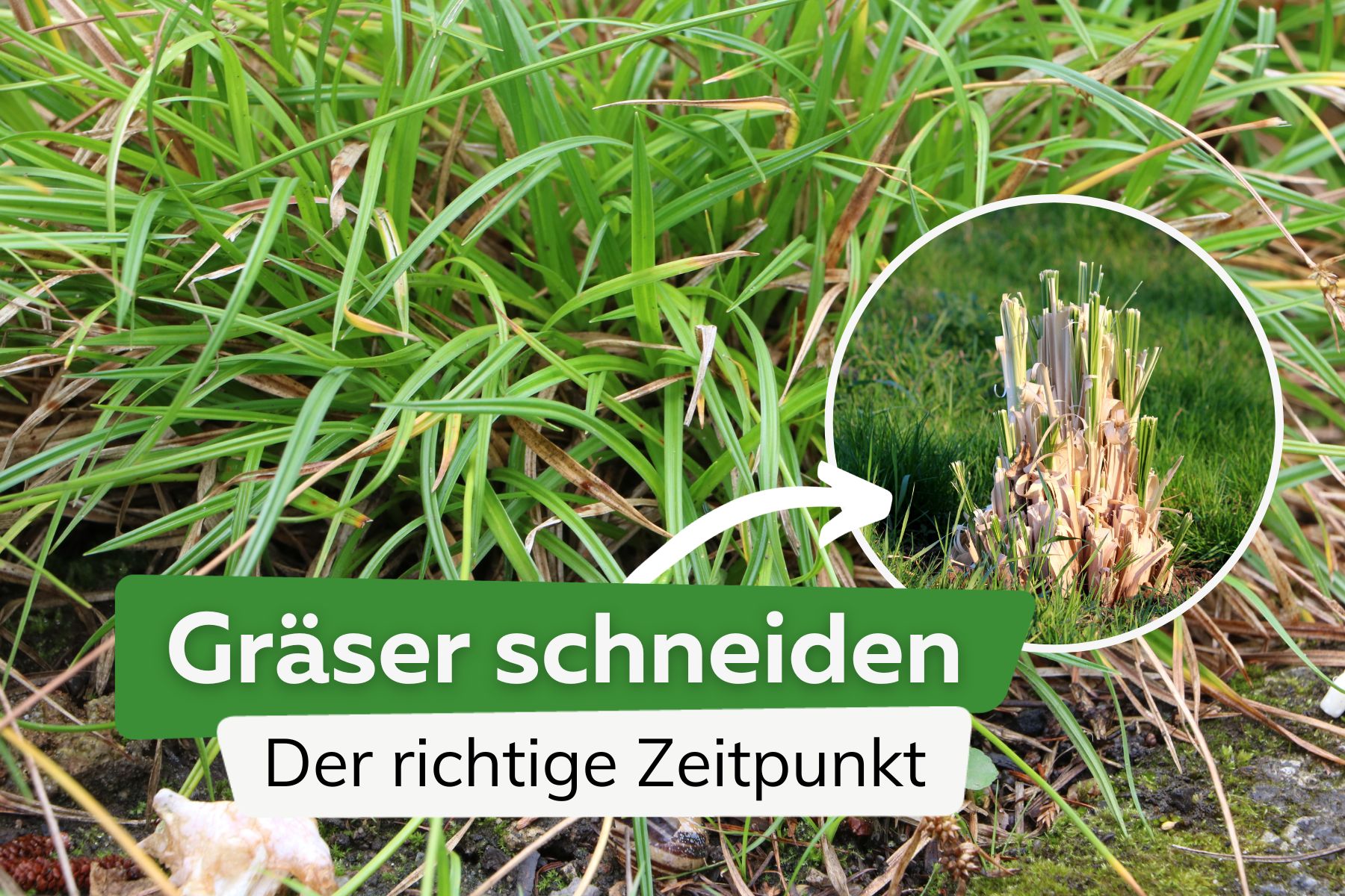 Gräser schneiden - der richtige Zeitpunkt für Ziergräser im Herbst