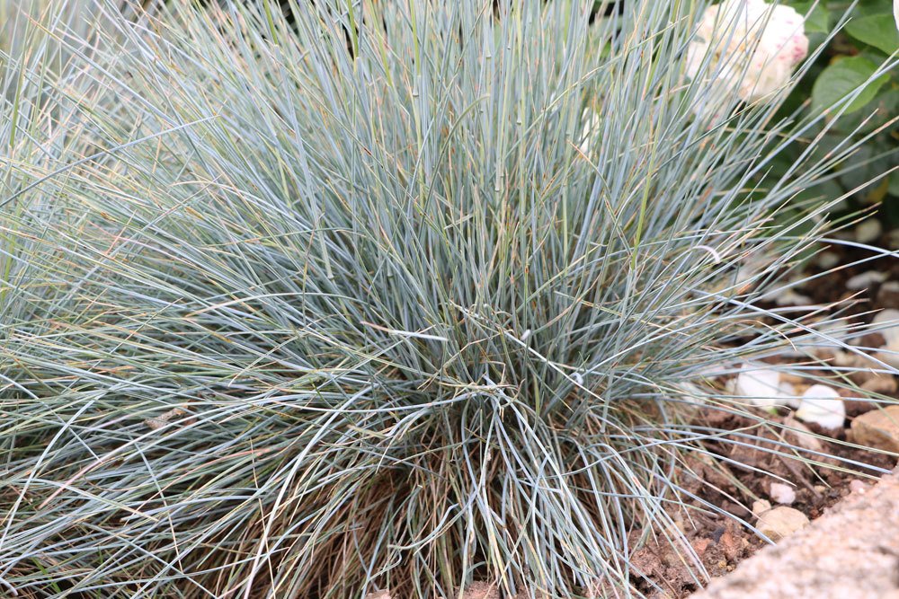 Festuca cinerea, Blauschwingel