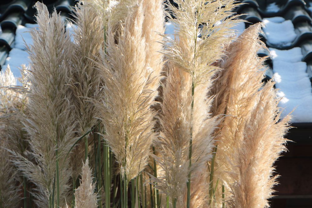 Cortaderia selloana, Pampasgras