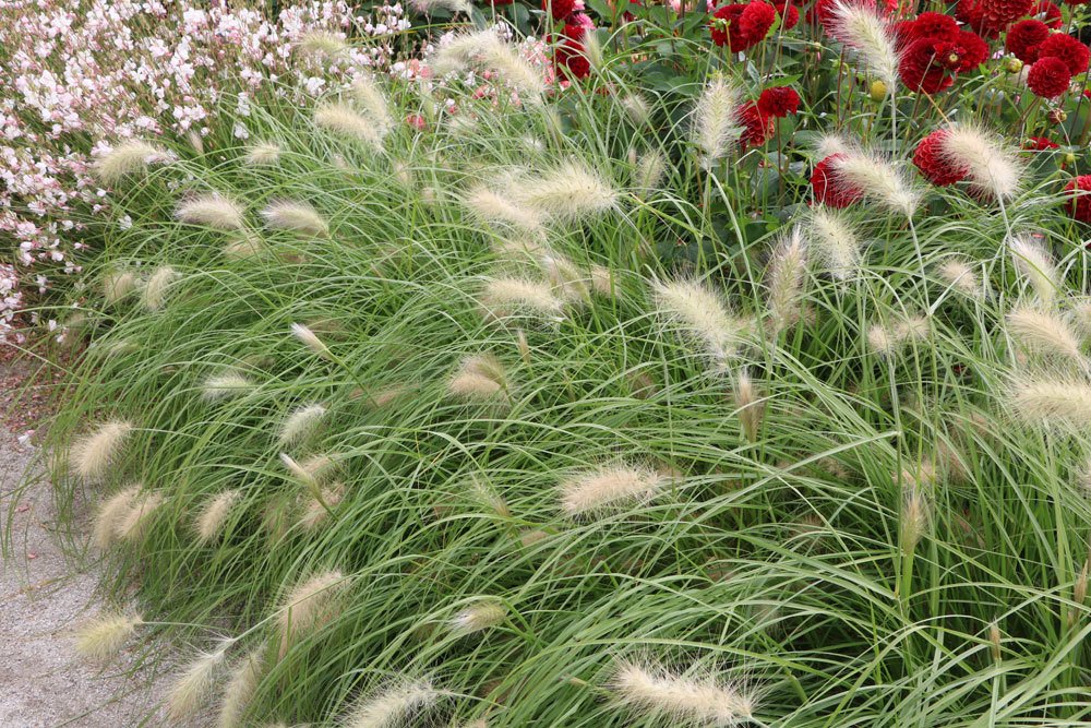 Pennisetum alopecuroides