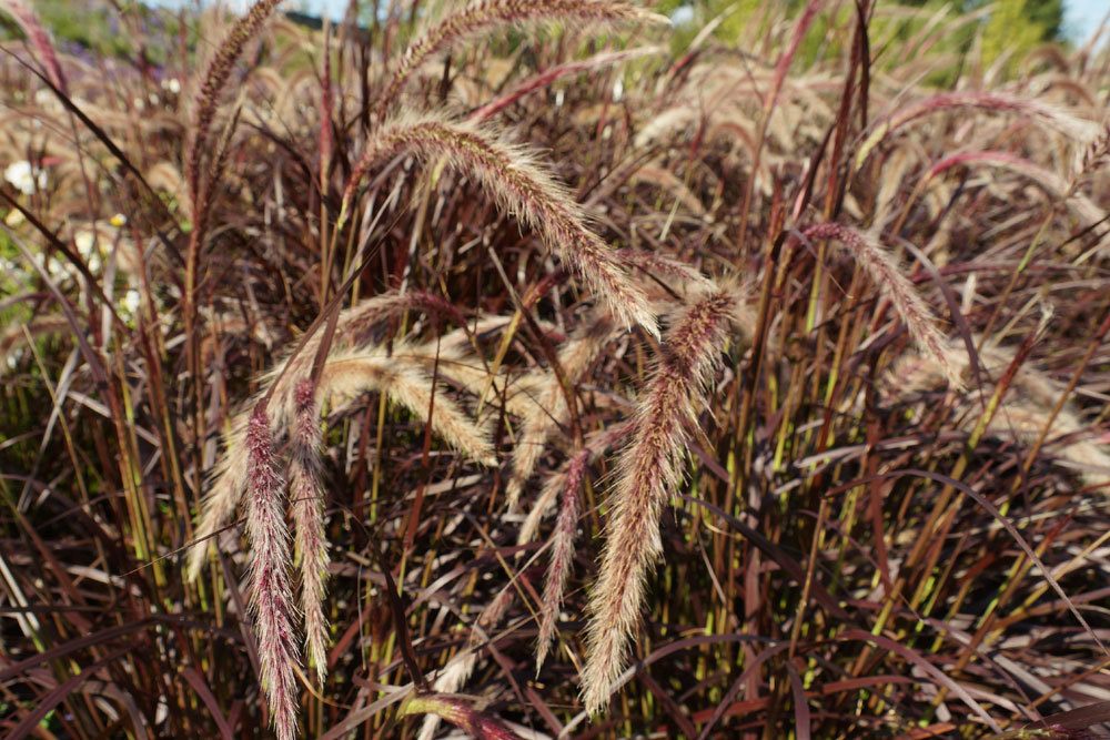 Pennisetum setaceum, Rotes Lampenputzergras