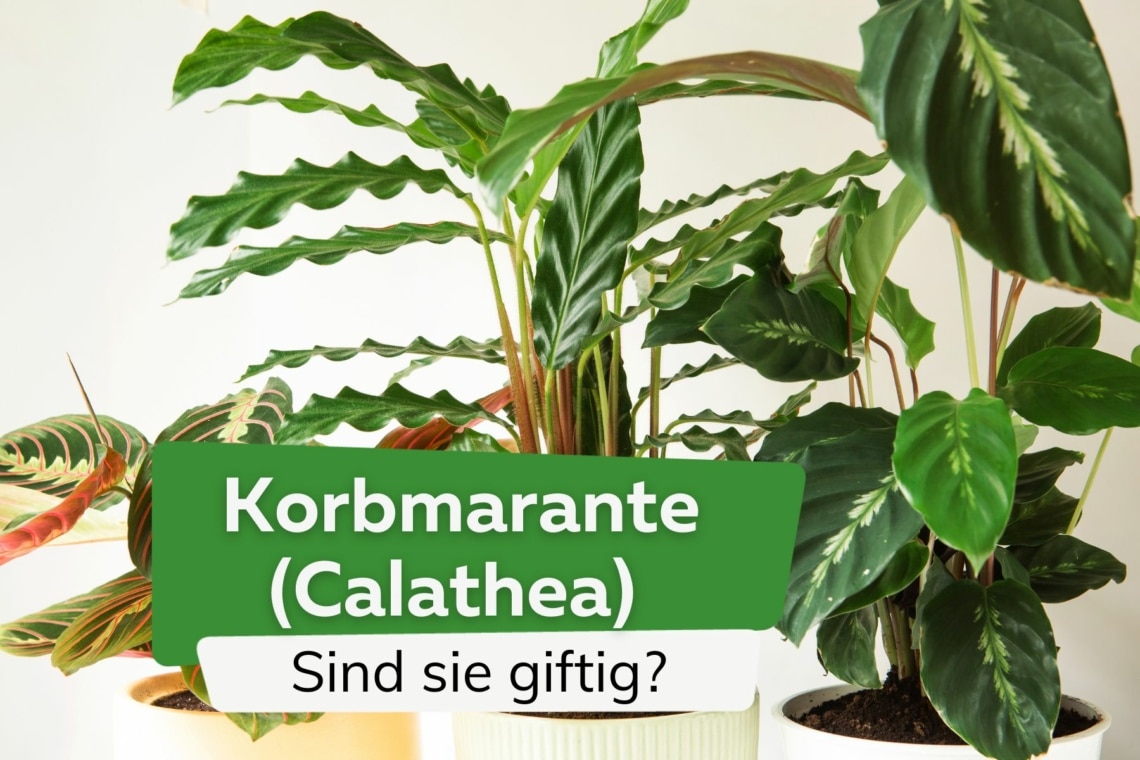 Ist die Korbmarante giftig? - Calathea Rufibarba, Lancifolia und Crocata