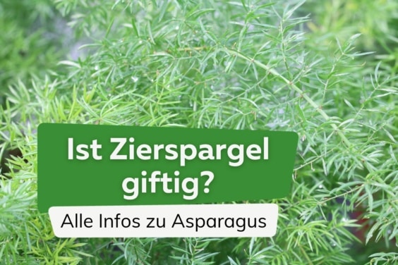 Ist Zierspargel giftig? - Infos zur Asparagus Zimmerpflanze