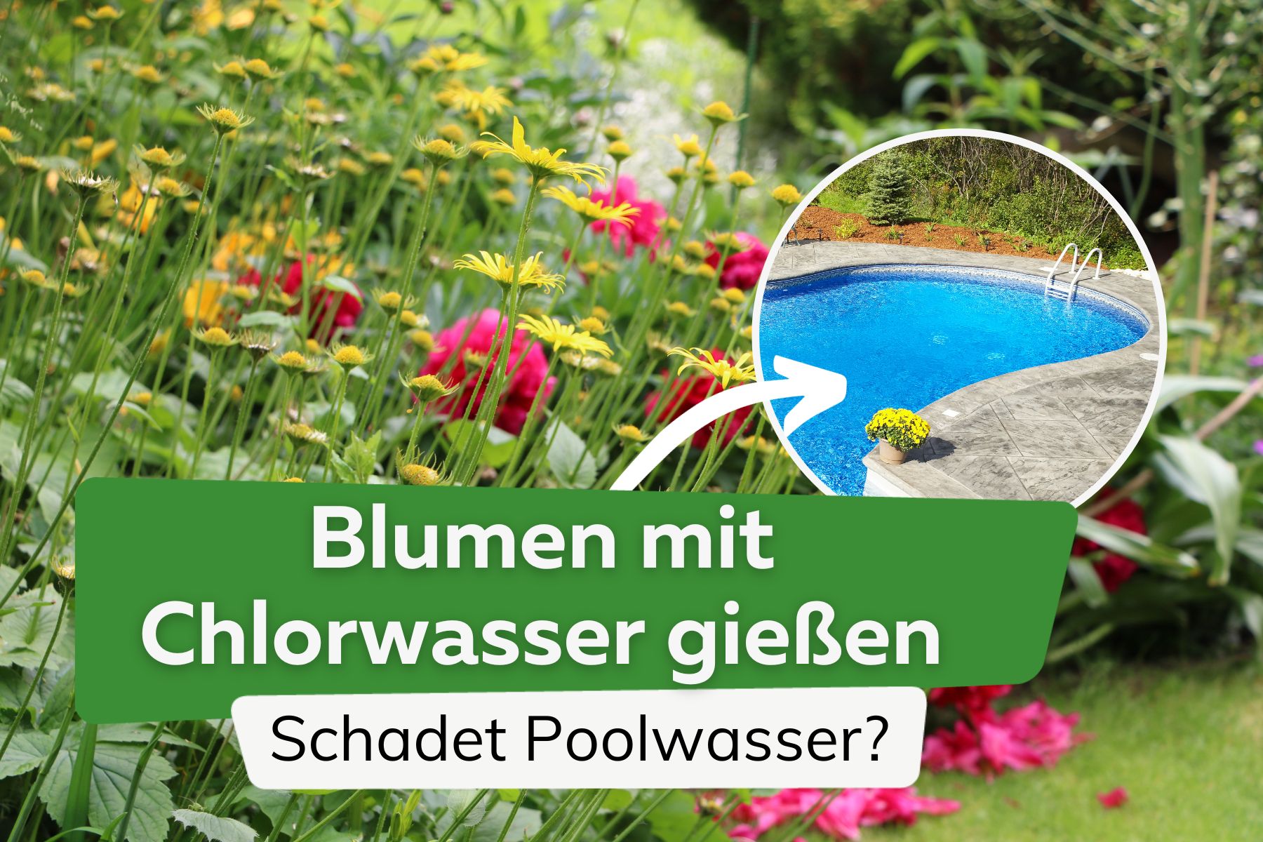 Kann man Blumen mit Chlorwasser gießen - schadet Poolwasser?