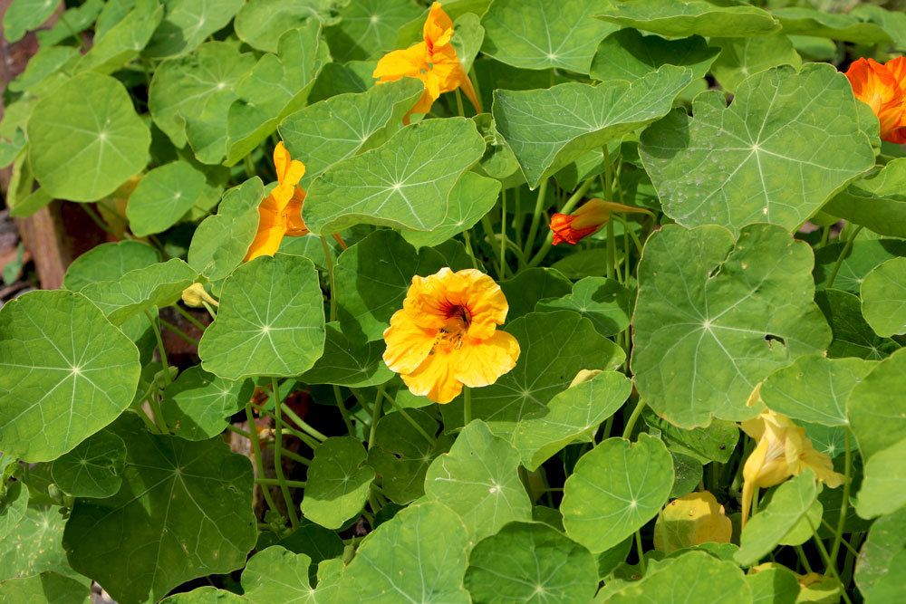 Kapuzinerkresse mit Blüte