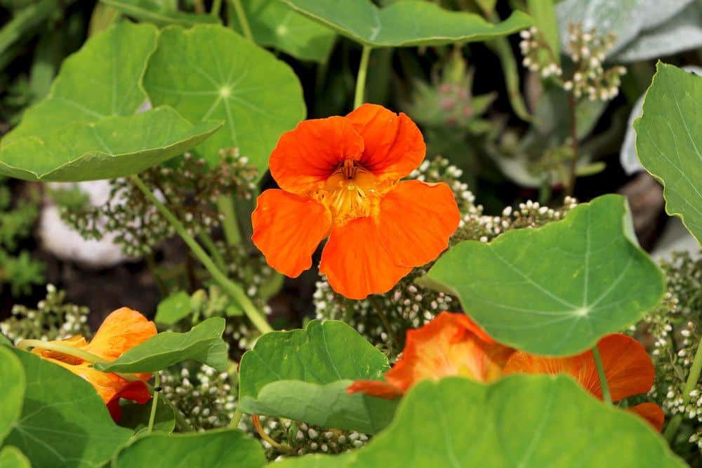 Kapuzinerkresse Tropaeolum majus