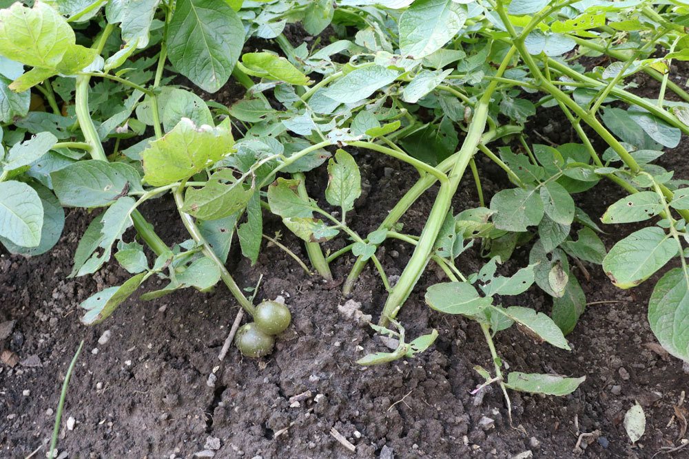 Kartoffelpflanzen können von Wurzelmilben befallen werden