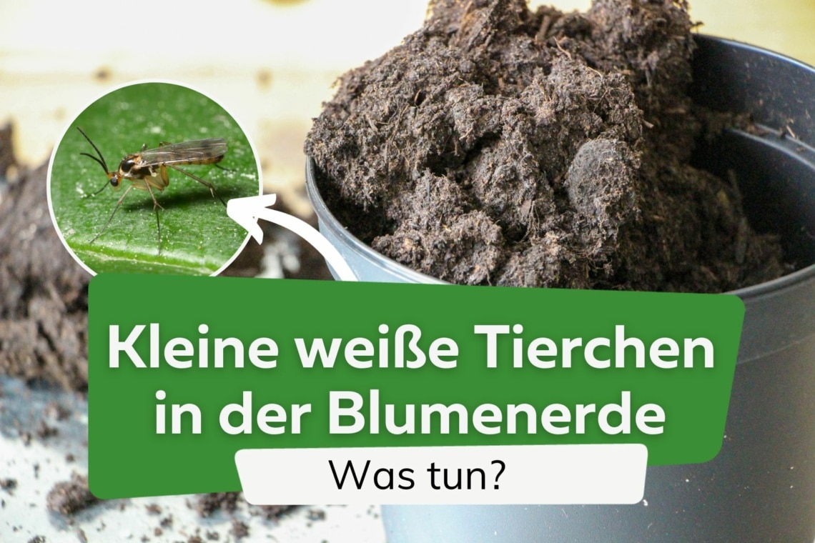 Kleine weiße Tierchen/Käfer in der Blumenerde - was tun?