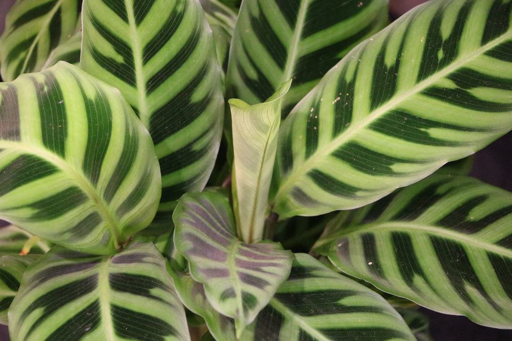 Korbmarante, Calathea makoyana