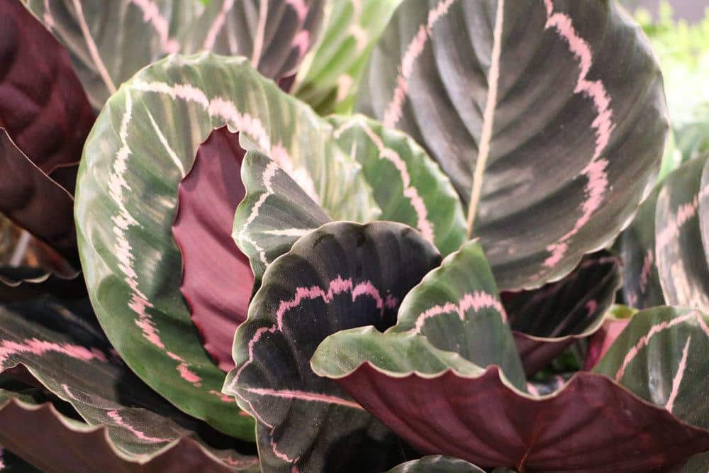 Korbmarante, Calathea roseopicta