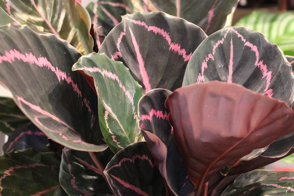 Korbmarante, Calathea roseopicta