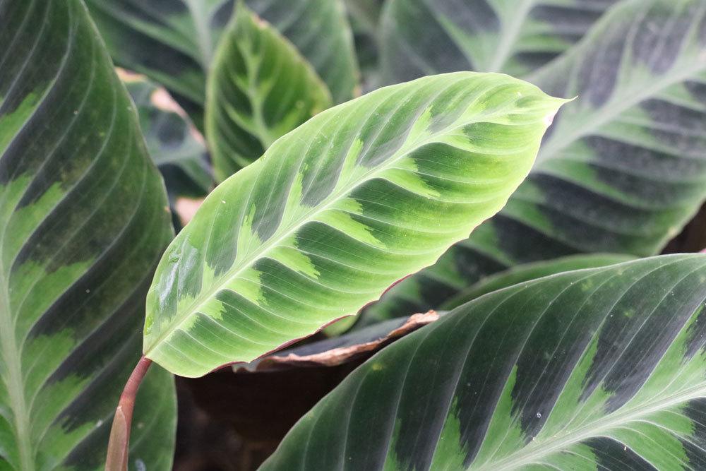 Korbmarante, Calathea zebrina