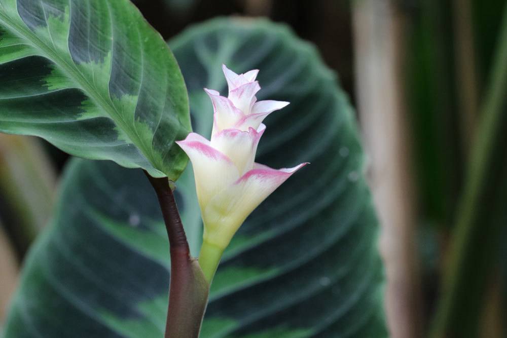 Korbmarante, Calathea zebrina