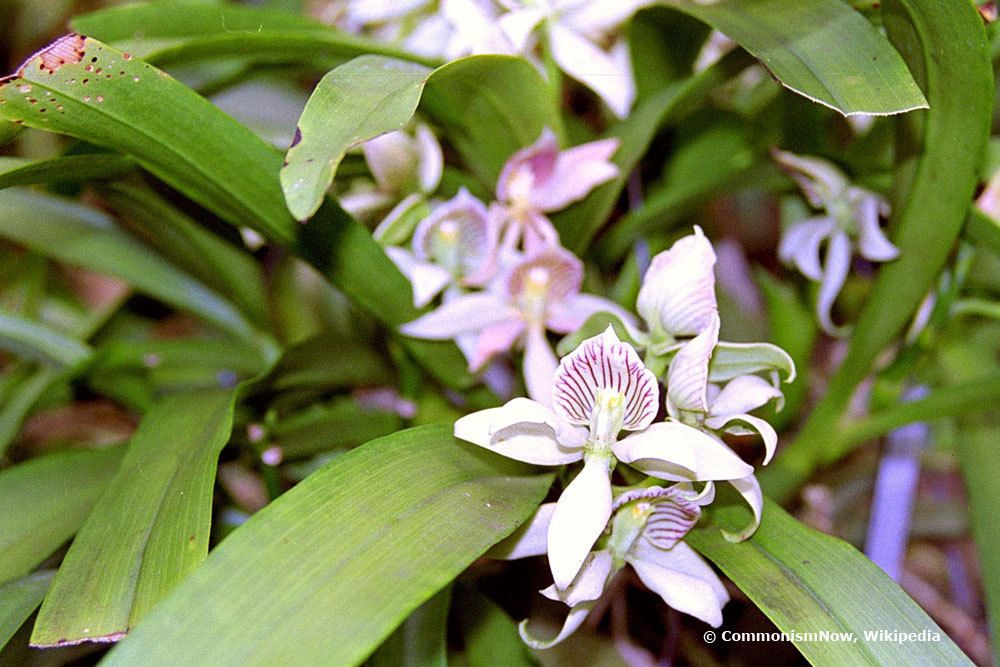 kleine Löcher in Orchideenblättern