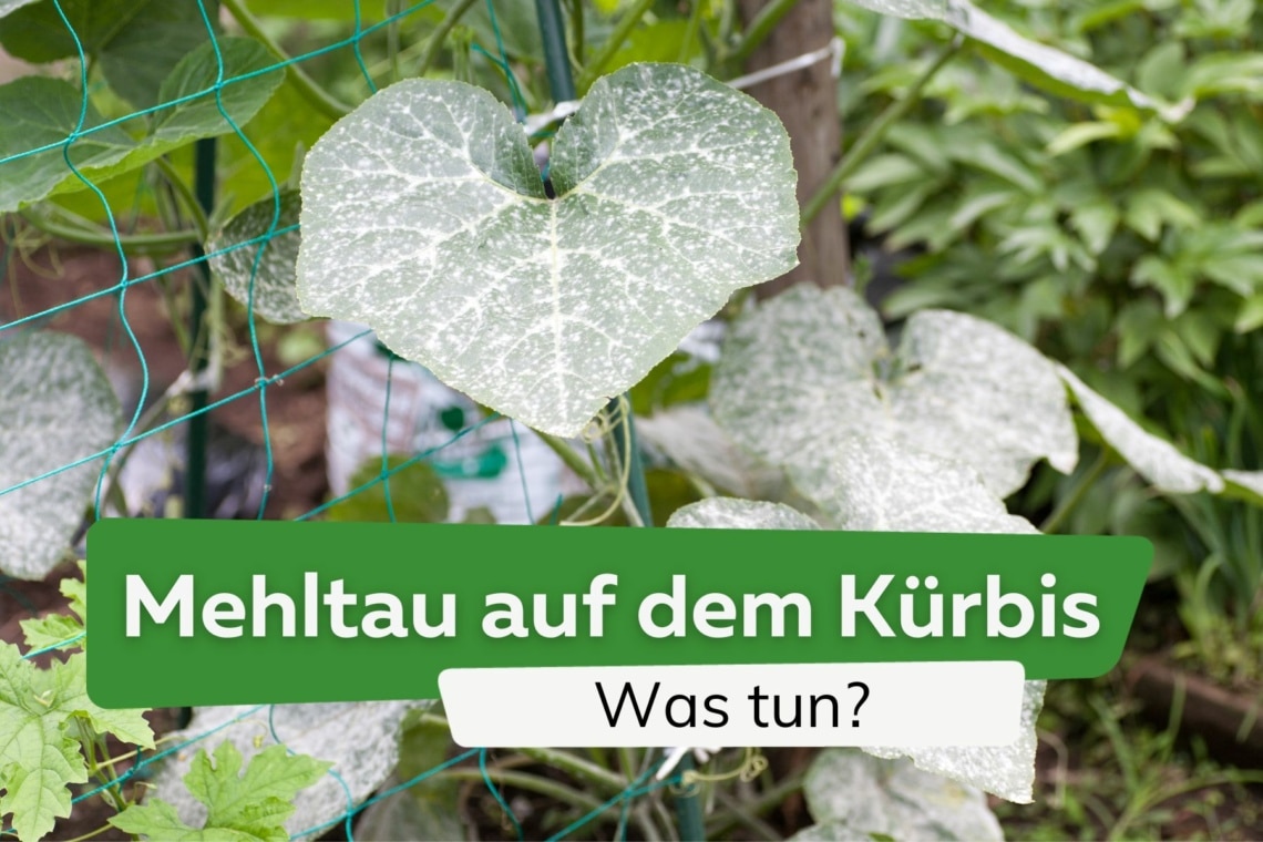 Mehltau auf dem Kürbis - was tun gegen den weißen Belag?